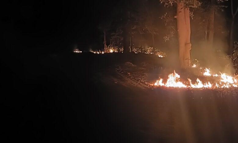 बोरो जंगल में लगा आग, वन विभाग का कोई कर्मचारी मौजूद नहीं 1 IMG20250215183942