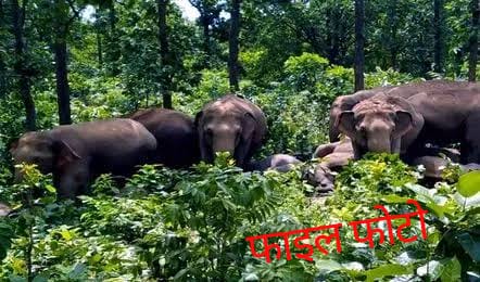 रात को गांव में हाथी के आगमन से प्रेमनगर के ग्रामीणों में वन विभाग के प्रति भारी आक्रोश 1 IMG 20250804 WA0002
