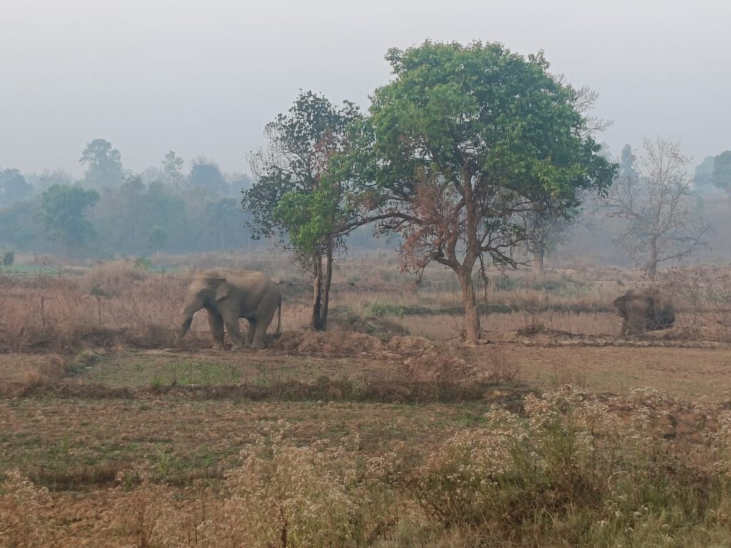 प्रेमनगर में हाथियों का आतंक, हाथियों के झुंड ने मक्का फसल रौंदी, धरमजयगढ़ में किसानों ने वन विभाग पर लगाया लापरवाही का आरोप 2 1000520002