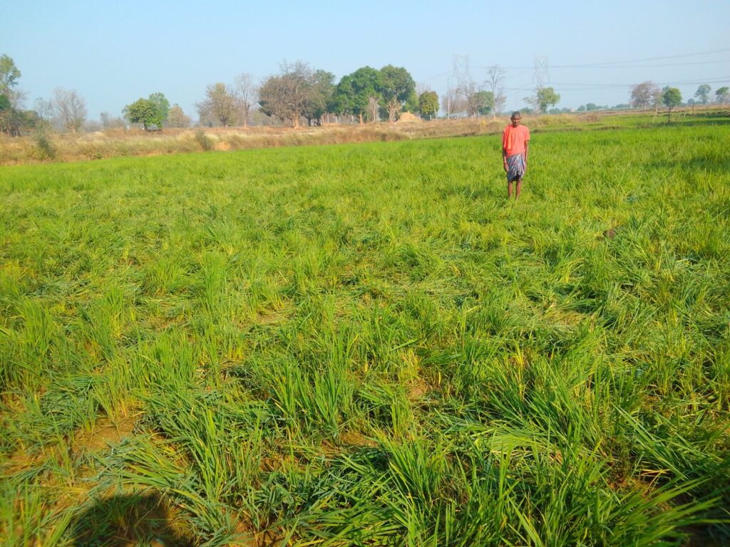 प्रेमनगर में हाथियों का आतंक, हाथियों के झुंड ने मक्का फसल रौंदी, धरमजयगढ़ में किसानों ने वन विभाग पर लगाया लापरवाही का आरोप 3 1000520468