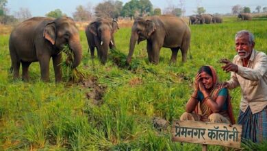 प्रेमनगर में हाथियों का आतंक, हाथियों के झुंड ने मक्का फसल रौंदी, धरमजयगढ़ में किसानों ने वन विभाग पर लगाया लापरवाही का आरोप 3 IMG 20260328 WA0015