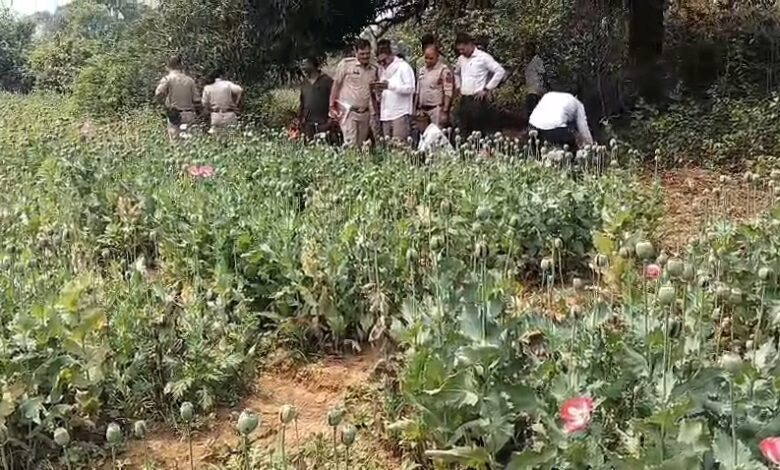 60,326 नग, वजन 2,877 किलोग्राम तथा तैयार अफीम 3.02 किलोग्राम की जप्ती, कुल जप्त माल का वर्तमान मूल्य 2 करोड 5 लाख 10 हजार रूपये 1 IMG 20260321 14275289