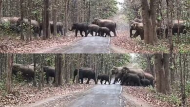 धरमजयगढ़ के क्रोंधा में हाथियों का झुण्ड देख डर का माहौल....., हाथियों का 'शक्ति प्रदर्शन', नन्हे शावकों के साथ बीच सड़क पर गजराज....देखे वीडियो.... 👇 4 IMG 20260405 WA0000