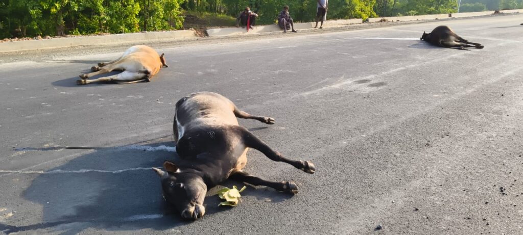धरमजयगढ़ में भारतमाला सड़क पर मौत का तांडव: 7 बैलों को कुचला, 5 की मौत, सड़क पर बिछीं लाशें, एर्टिगा भी चपेट में 2 1002625216