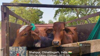 धरमजयगढ़ में गौ-तस्करों के खिलाफ बड़ी कार्रवाई,8 मवेशियों से भरी पिकअप जब्त 4 IMG 20260524 WA0012