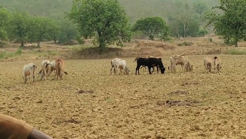 गौ-तस्करी का धरमजयगढ़ में बड़ा खेल, जीतेन्द्र नें बेचा किसुन नें खरीदा पकड़ाया कोई और, क्या असली मालिक तक पहुंचेगा कानून का हाथ....? 3 1002789466