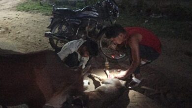 कापू रोड़ा नीचेपारा में तेज रफ्तार वाहन की चपेट में आया बछड़ा, दोनों पैर टूटे, गौ रक्षकों ने बचाई जान... 4 IMG 20260610 WA0010