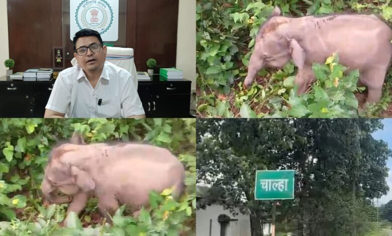 धरमजयगढ़ में भैंसों के झुंड के साथ हाथी का बच्चा पहुंचा गांव...माँ तक पहुंचाने..वन विभाग परेशान! 1 IMG 20260913 WA0065